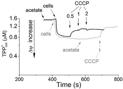 Respiratory Pathways Reconstructed by Multi-Omics Analysis in Melioribacter roseus, Residing in a Deep Thermal Aquifer of the West-Siberian Megabasin